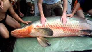 river monster giant arapaima 220kg484lbs caught at bungsamran fishing park thailand [upl. by Acebber]