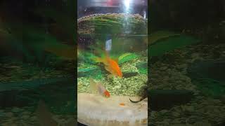 Goldfish 👀🧿🧿 goldfish shortvideo viralshorts [upl. by Ridley]