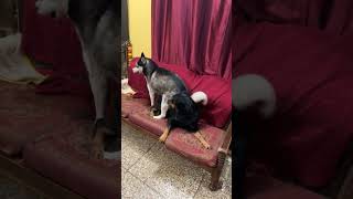 Roxy cheeni fighting for sofa  Husky vs Rottweiler  short reviewreloaded [upl. by Vi845]