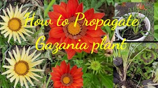 HowTo Propagate Gazania plant How to make Gazania New plant From plantGazania plants from Cutting [upl. by Twum]