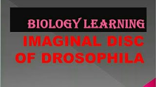 Dissection of Imaginal Discs from 3rd Instar Drosophila Larvae [upl. by Materi]