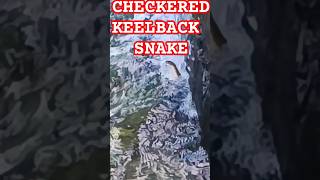 CHECKERED KEELBACK SNAKEcheckeredkeelbackwatersnakesnakeskinsnakevideoviralshortviralvideo [upl. by Leidba]