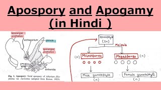 Apospory and Apogamy in pteridophytes  in Hindi [upl. by Bills]