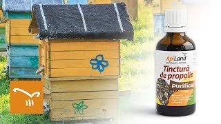 Propolis și tinctura de propolis  beneficii uimitoare pentru sănătate [upl. by Asimaj]