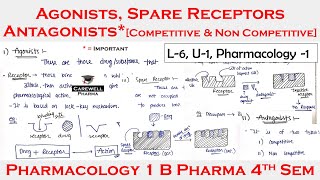 Agonists  Antagonist  Spare Receptors  L6 U1  pharmacology 4th semester [upl. by Ahtivak]