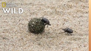 Dung Beetles Battle for a Ball of Poop  Nat Geo Wild [upl. by Cletus682]