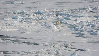 Polar Bears on Sea Ice [upl. by Koch]