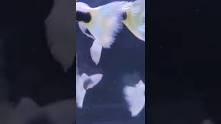 GUPPY TUXEDO WHITE pez acuariofilia guppy [upl. by Dilan768]