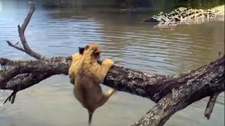 Lion Cubs vs Elephants amp Alligators  Pride  BBC Earth [upl. by Ilyk983]