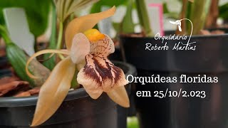 Orquídeas e microorquídeas floridas em 25102023 [upl. by Enedan]