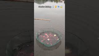 Heres a clever and quick method to catch fish in a river using a watermelon 🍉 animals fish [upl. by Elleinod377]