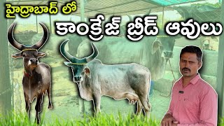 హైద్రాబాద్ లో కాంక్రేజ్ బ్రీడ్ ఆవులు  8639397186  Kankrej Breed Cows in Hyderabad [upl. by Marcy511]