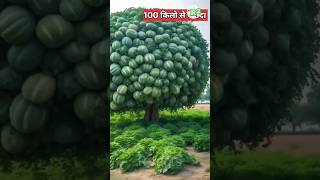 चाइना में बड़े तरबूज कैसे उगाते है  China mango farming [upl. by Anivlem125]