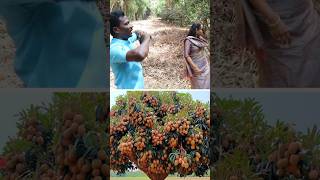 இதுக்குதான் வெட்டுறாங்களா pruning kavaathu [upl. by Aisyram765]