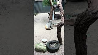 Koala climbing a tree at the Kuranda Koala Gardens [upl. by Martella]