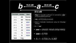 Genetics Linkage Problem 1 Map Distance Coefficient of Coincidence and Interference [upl. by Mascia]