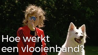 Hoe werkt een vlooienband  Vragen van Kinderen [upl. by Mroz]