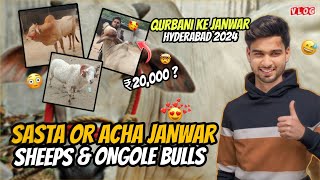 LOWEST PRICE ONGOLE BULLS IN HYDERABAD OLD CITY  SHABAAZ SHAH VLOGS [upl. by O'Callaghan]