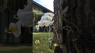 Pretty white moth orchid in neighborhood phalaenopsis anggrek anggrekbulan [upl. by Godden]