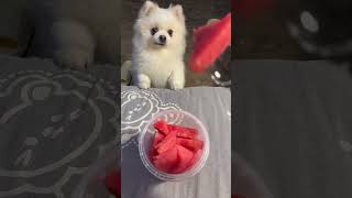 I just watched for ten minutes without eating a single bite Pomeranian Pomeranian baby stupid pu [upl. by Judith]