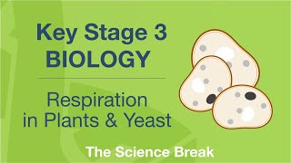 Key Stage 3 Science Biology  Respiration in Plants and Yeast [upl. by Naor360]