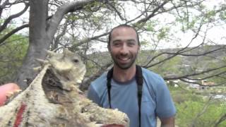 Giant horned lizard Phrynosoma asio [upl. by Yecal]