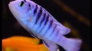 Labidochromis Chisumulae 4k Pyszczaki Cichliden Barsche Malawi Aquarium Tank 576L [upl. by Adimra]