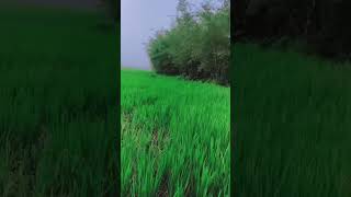 rice viralvideo gao westbengal [upl. by Suter990]