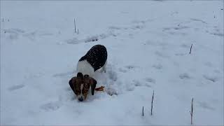 BEAGLE DOG [upl. by Megan]