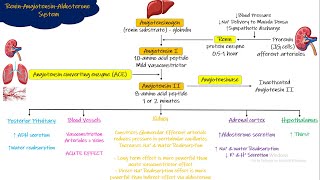 Renin Angiotensin Aldosterone System Chapter 19 part 5 Guyton and Hall Physiology [upl. by Karlin867]