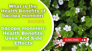 bacopa monnieri Health Benefits Uses And Side Effects [upl. by Roscoe]