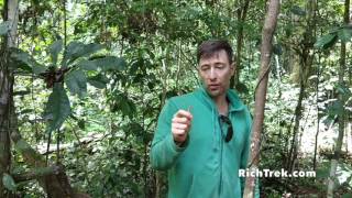 The Cinchona Tree natures cure for malaria [upl. by Dolphin625]