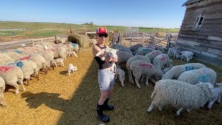 Lambing vlog 15  The NURSERY PEN is full of LAMBS and MOMS  SHEEP Farming [upl. by Colleen]