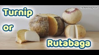 Difference Between Turnip and Rutabaga  Appearance and Health Benefits  Swede  Plus Turnip Greens [upl. by Pernick]