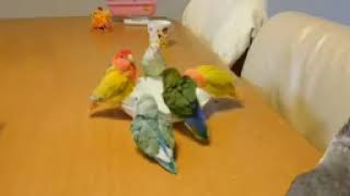 Lovebirds Singing amp Talking  Lovebirds As Pets  love lovebirds viralvideo vocabulary voice [upl. by Spooner253]