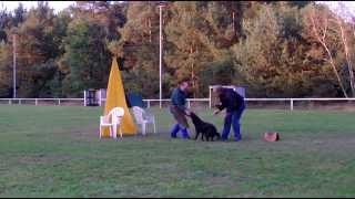 Schutzdienst Training mit dem jungen Hund [upl. by Ahsehat510]