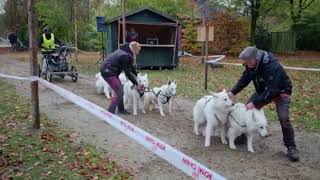 Internationales Schlittenhunderennen 2022 in Trappenkamp [upl. by Eceinaj]