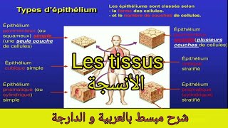 Cours 5  Les tissus epithélial et conjonctif الأنسجة [upl. by Yatnuahs146]