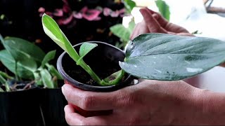 How did we successfully propagated MONSTERA STANDLEYANA ALBO VARIEGATA [upl. by Niac]