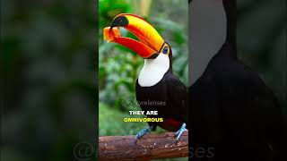 Toucan  One Of The Most Unique Birds On Earth [upl. by Launam]