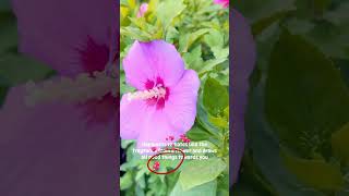 Happy Flowers😋 shirts ytshots flowers hibiscus bougainvillea trending gardening viralvideo [upl. by Attekram]