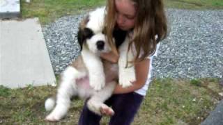 Saint Bernard Puppies for Sale  New Saint Puppy [upl. by Hansel]