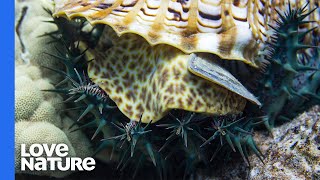 Giant Sea Snail Hunting Crownofthorns Starfish [upl. by Tai207]