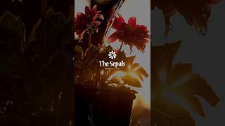 Logo Design for “The Sepals”  Organic Kitchen Gardening logodesign [upl. by Froehlich753]