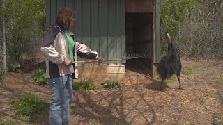 Why Cassowaries Are the Most Dangerous Bird on the Planet [upl. by Aay]