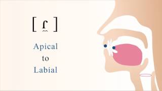 ɾ̼  voiced apical labial tap [upl. by Angelico102]