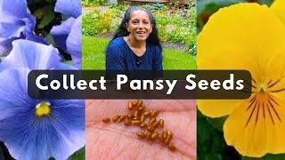 How To Collect Pansy Flower Seeds  Viola [upl. by Anak]