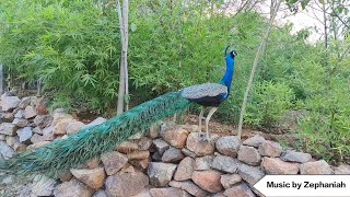 Unfurling Splendor The Peacocks Majestic Strut  Original Music by Zephaniah [upl. by Heidi228]