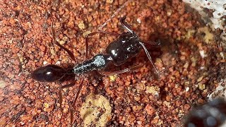 A Hurt Queen  Full Odontomachus Monticola Trap Jaws Update start 2023 [upl. by Aneloj750]