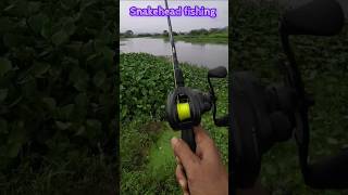 Piscifun Torrent Baitcasting Reel🎣 shortfeed shorts fishing baitcastingreel virlshort [upl. by Freeman]